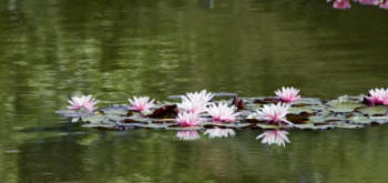 Nymphaea Pink Sensation - totally free of the Water Lily Beetle which can easily damage foliage and flowers alike.